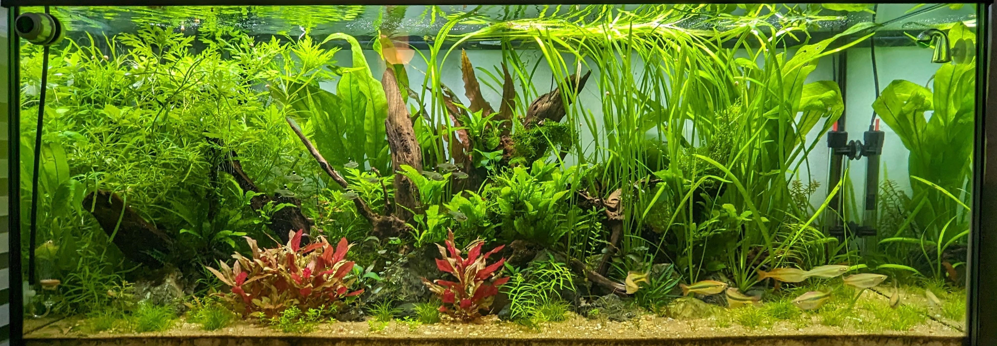 Shrimp nano tank