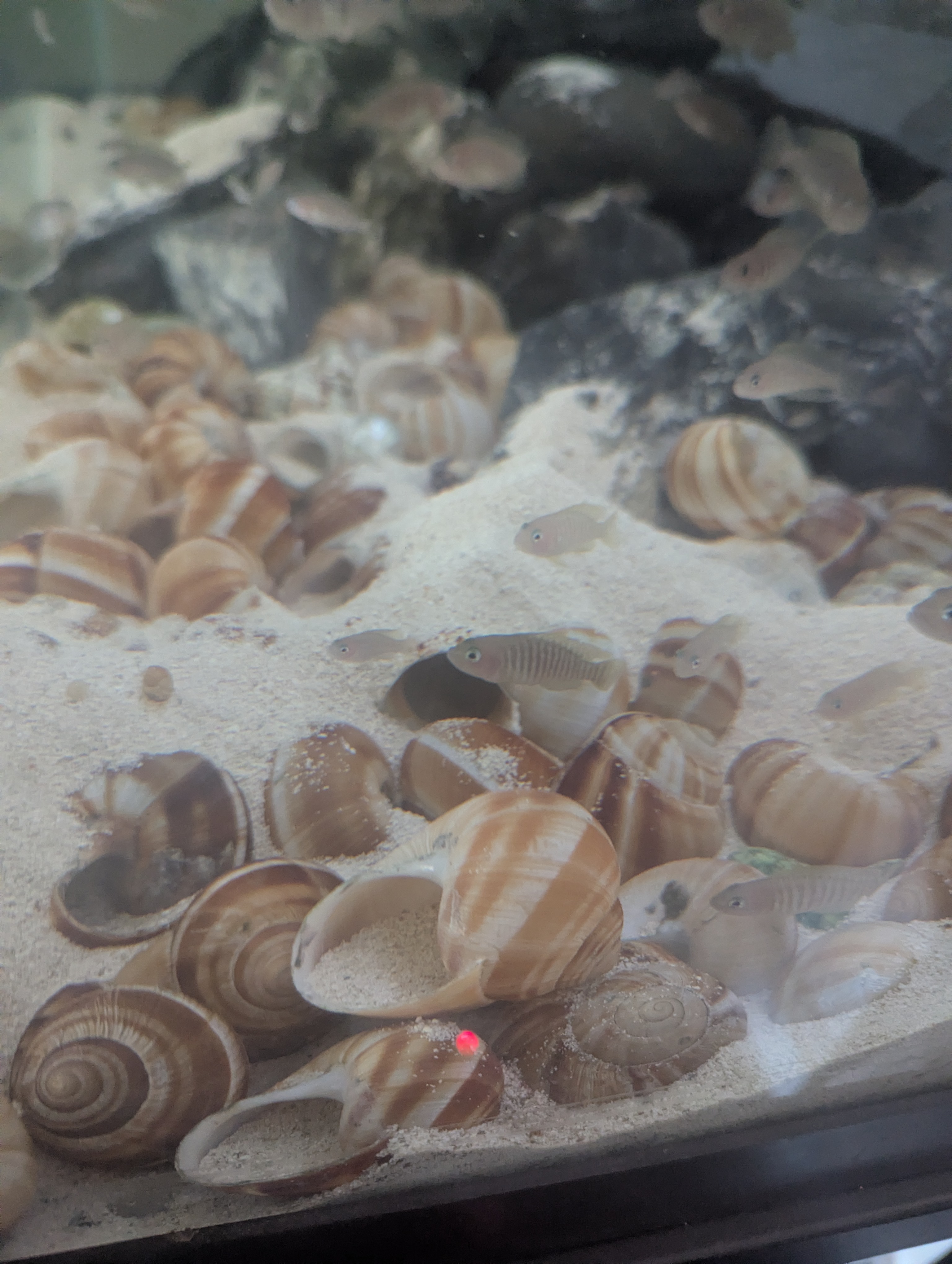 Tanganyika cichlid tank